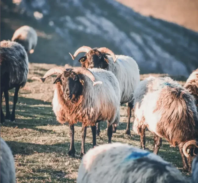moutons basques